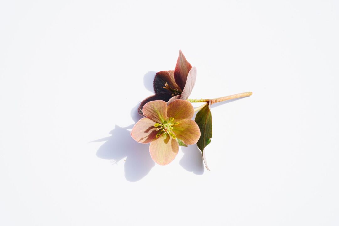 Bridal bouquet of white hellebores, deep burgundy anemones, and eucalyptus held loosely against a natural linen dress,...